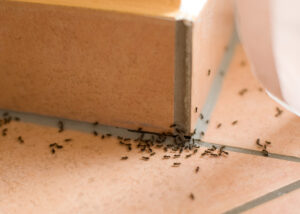 Myror som kryper inomhus