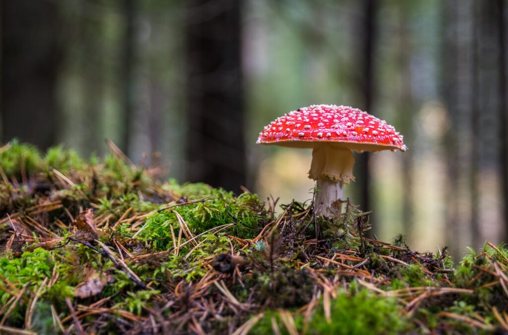 Giftig svamp i skogen